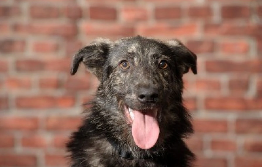 perro mestizo