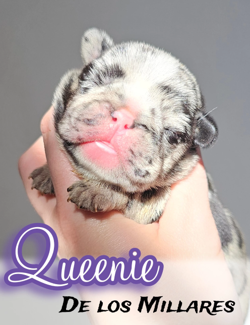 cachorro merle