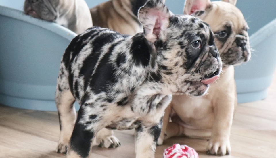 cachorros jugando