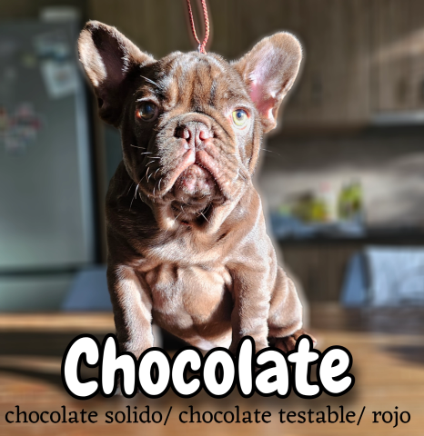hembra chocolate
