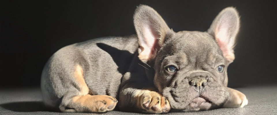 blue and tan