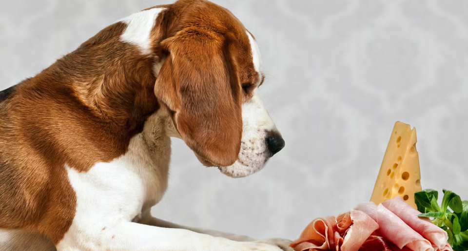 perro con comida