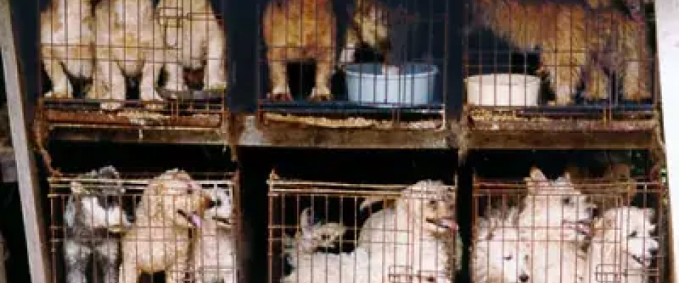 perros en jaulas
