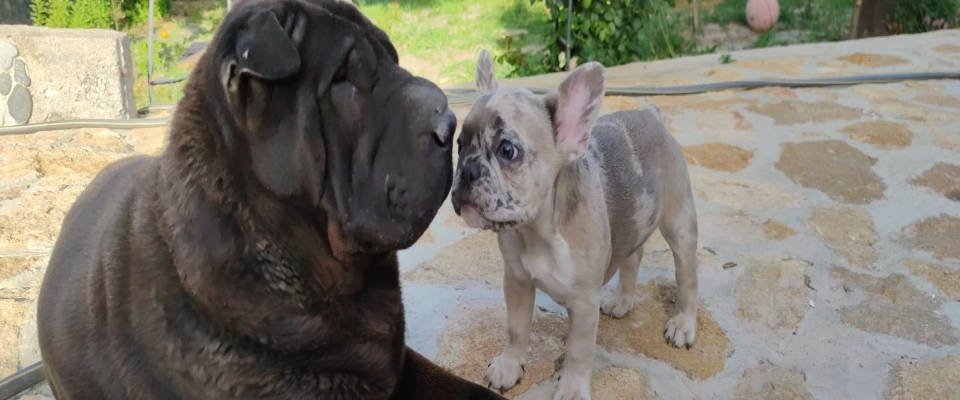 cachorro con sharpey