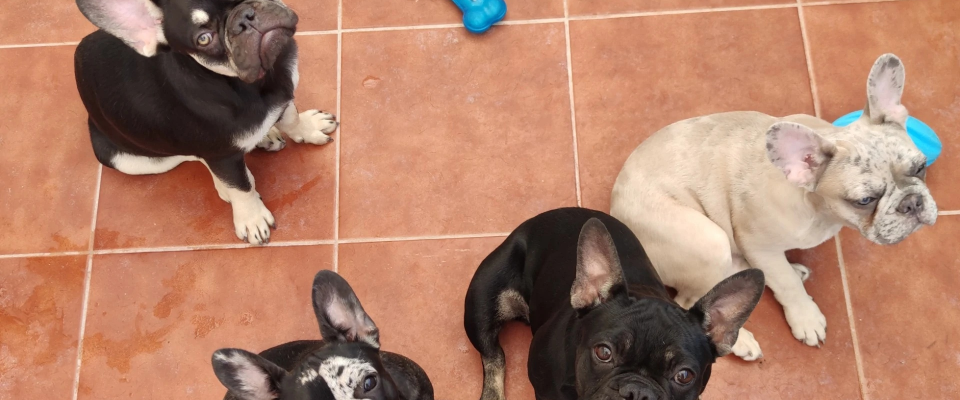 cachorros en terraza