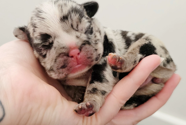 bulldog black merle