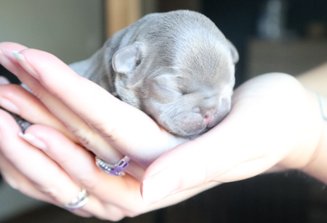 cachorro lilac