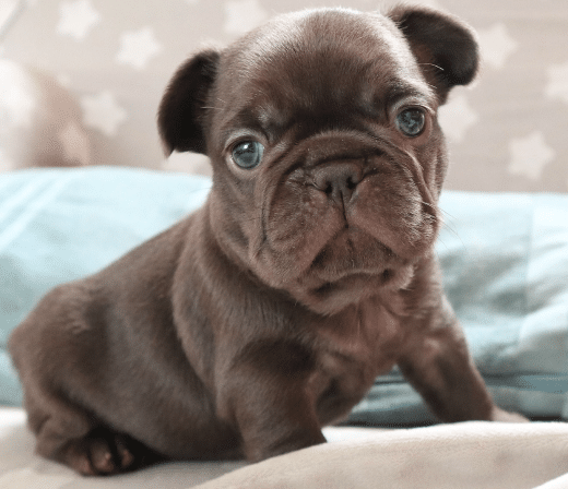 cachorro en sofa