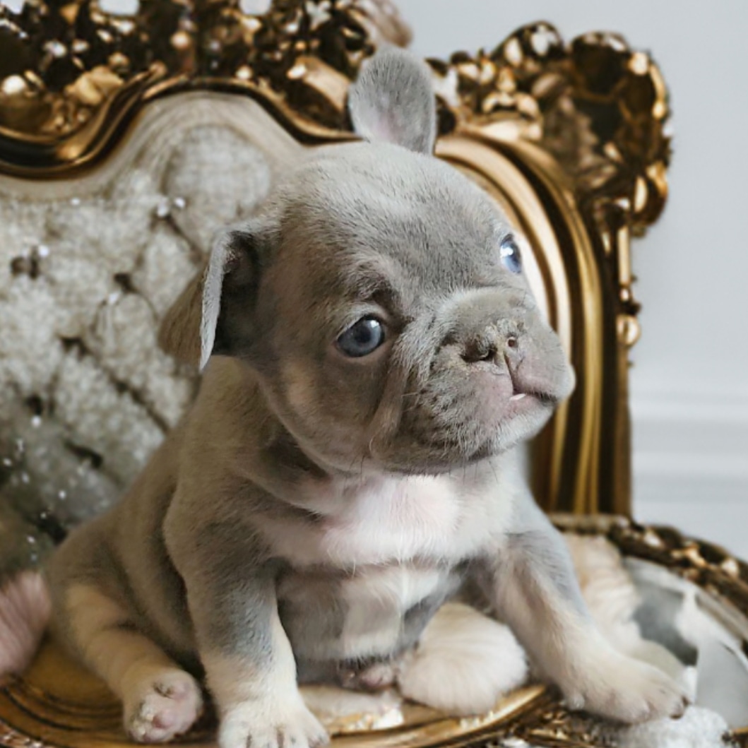 cachorro en sillon
