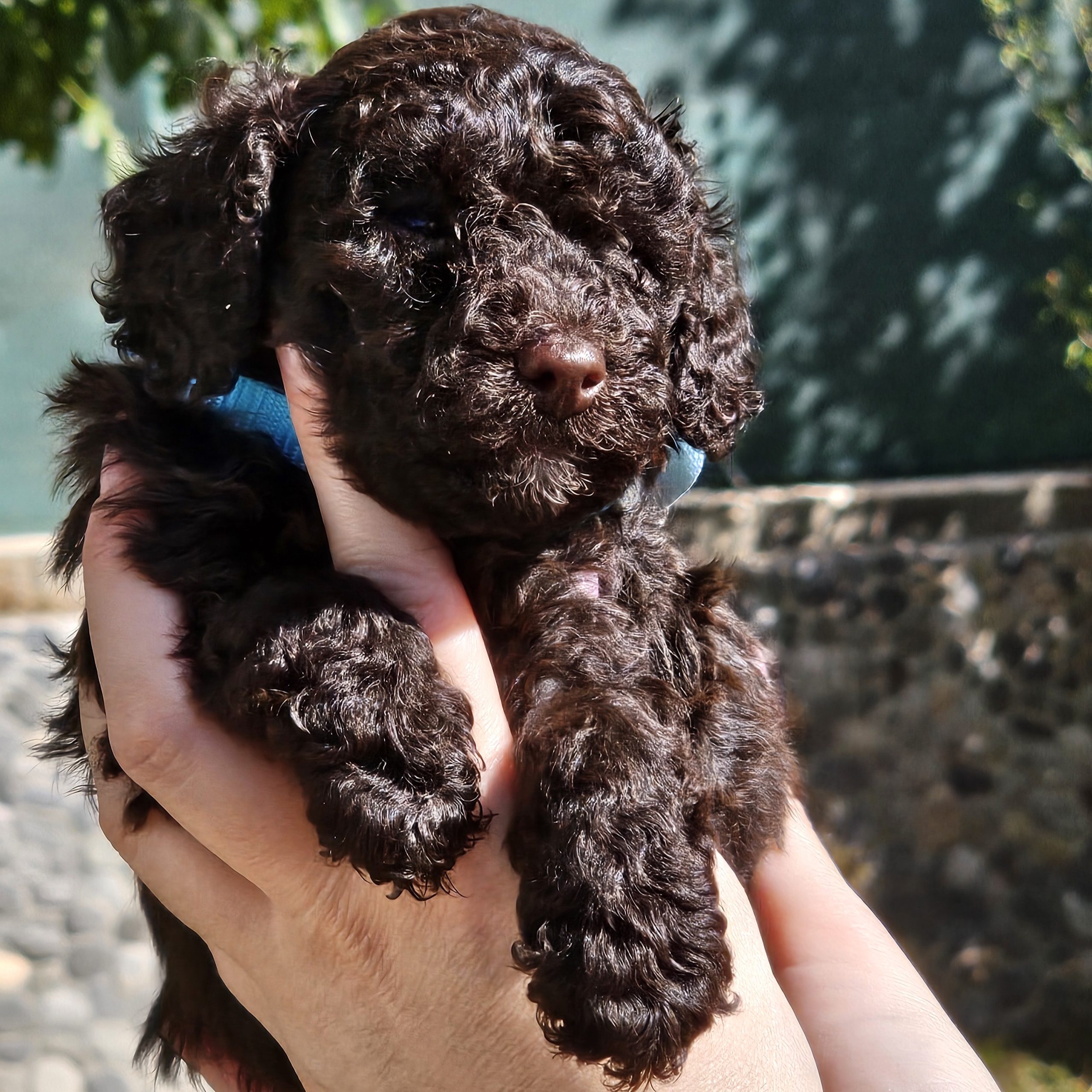 galeria cachorro caniche4