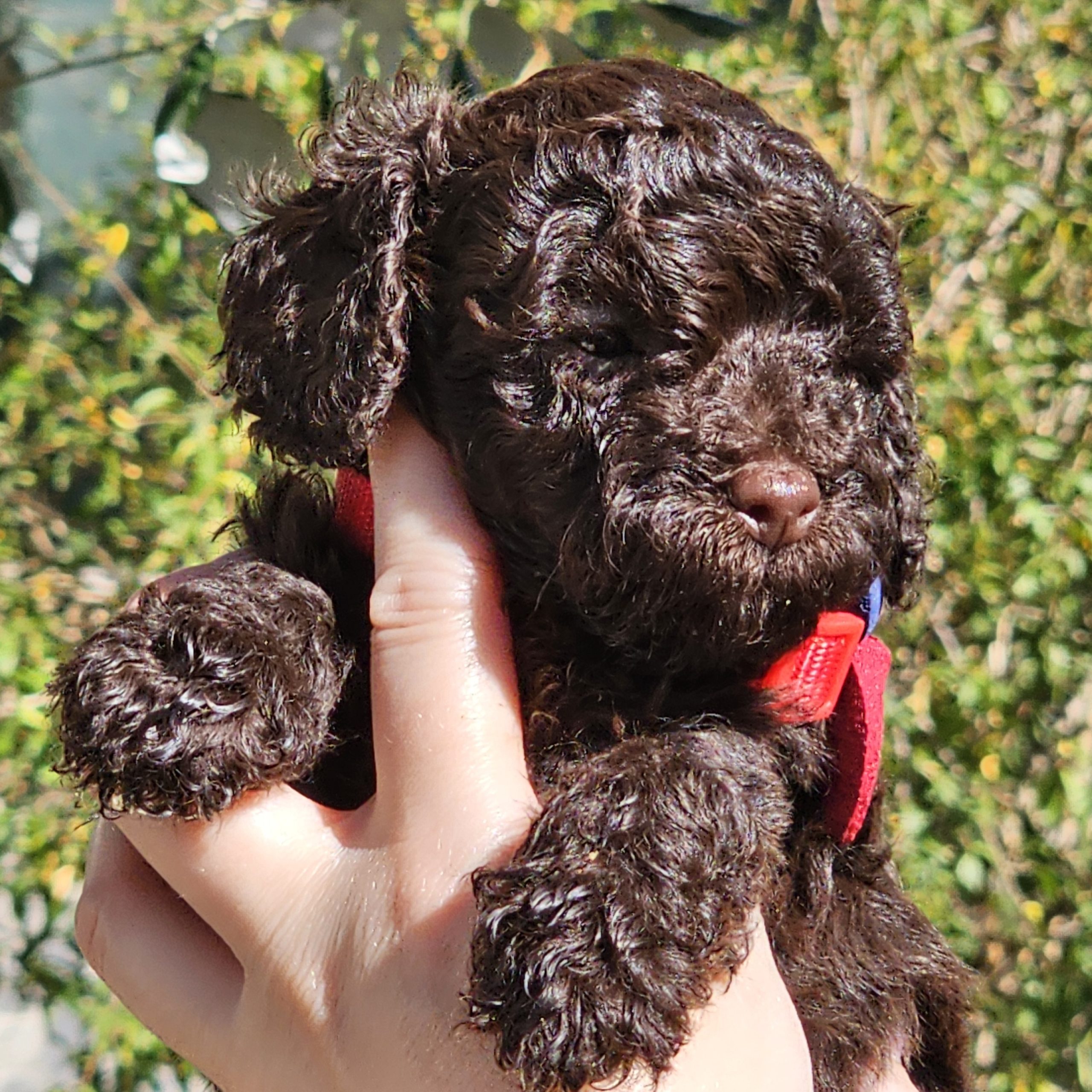 galeria cachorro caniche5