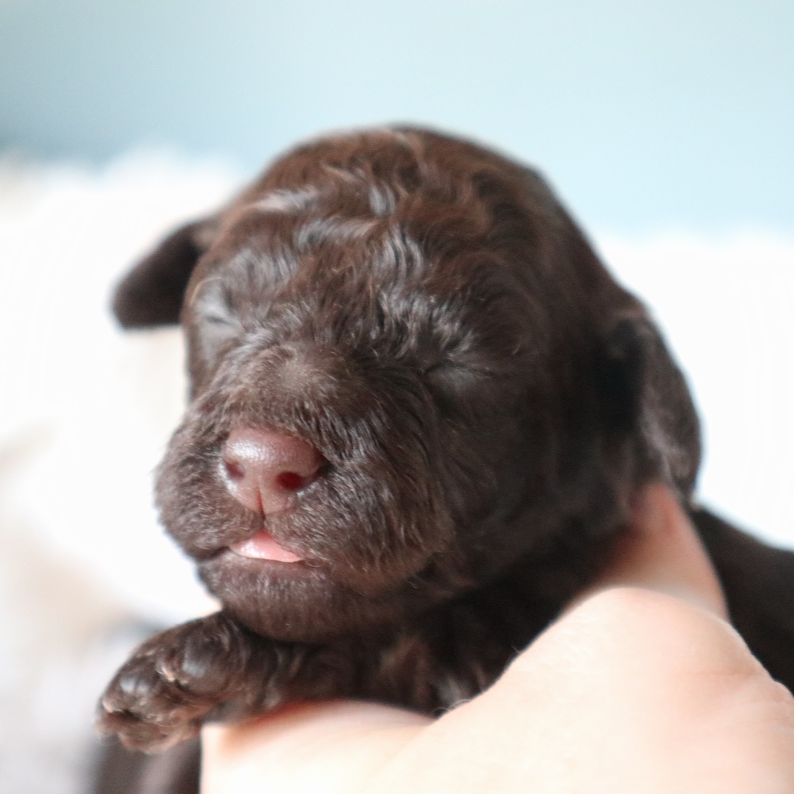 galeria cachorro caniche6