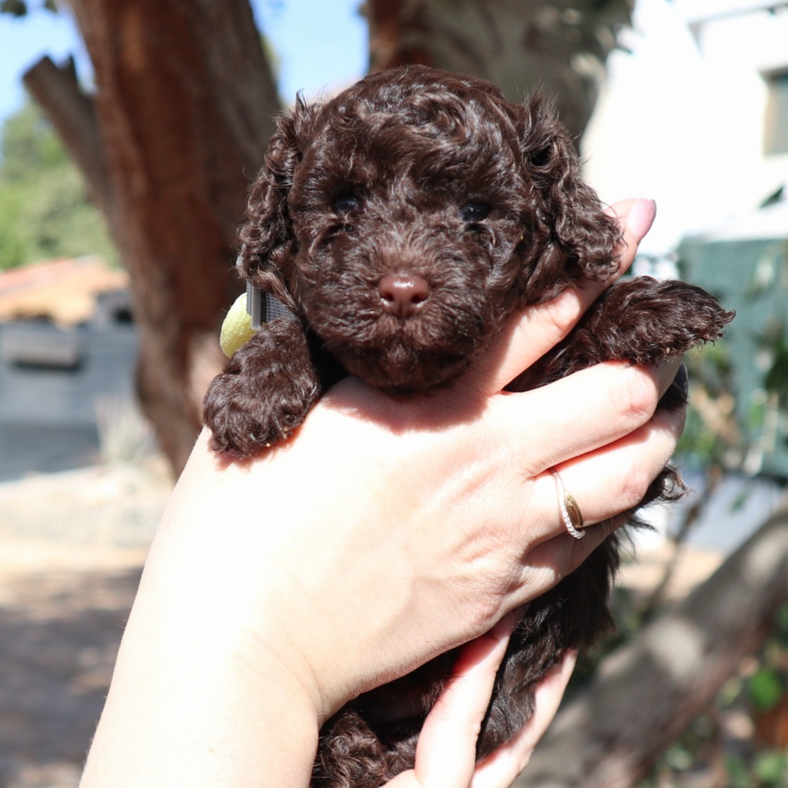 galeria cachorro caniche8