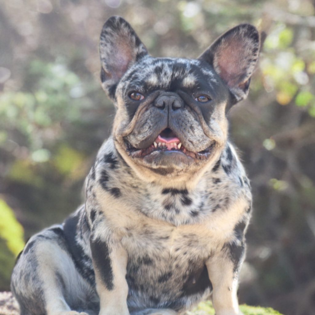 bulldog merle