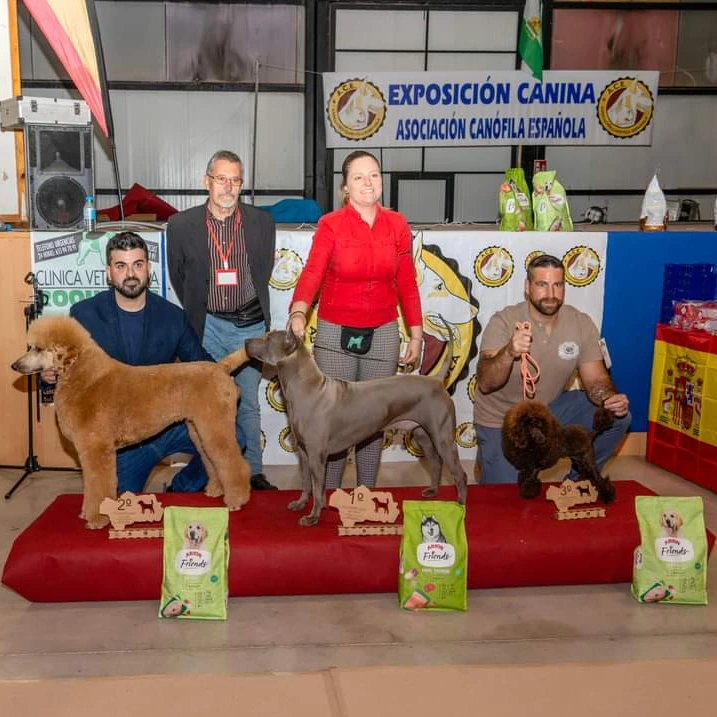 concurso canino