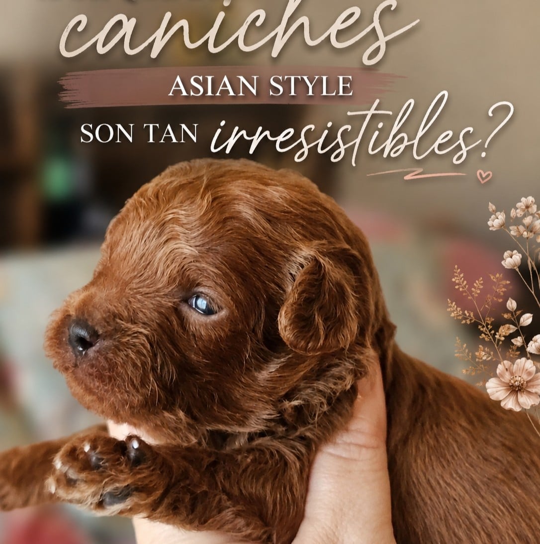 caniche asiatico