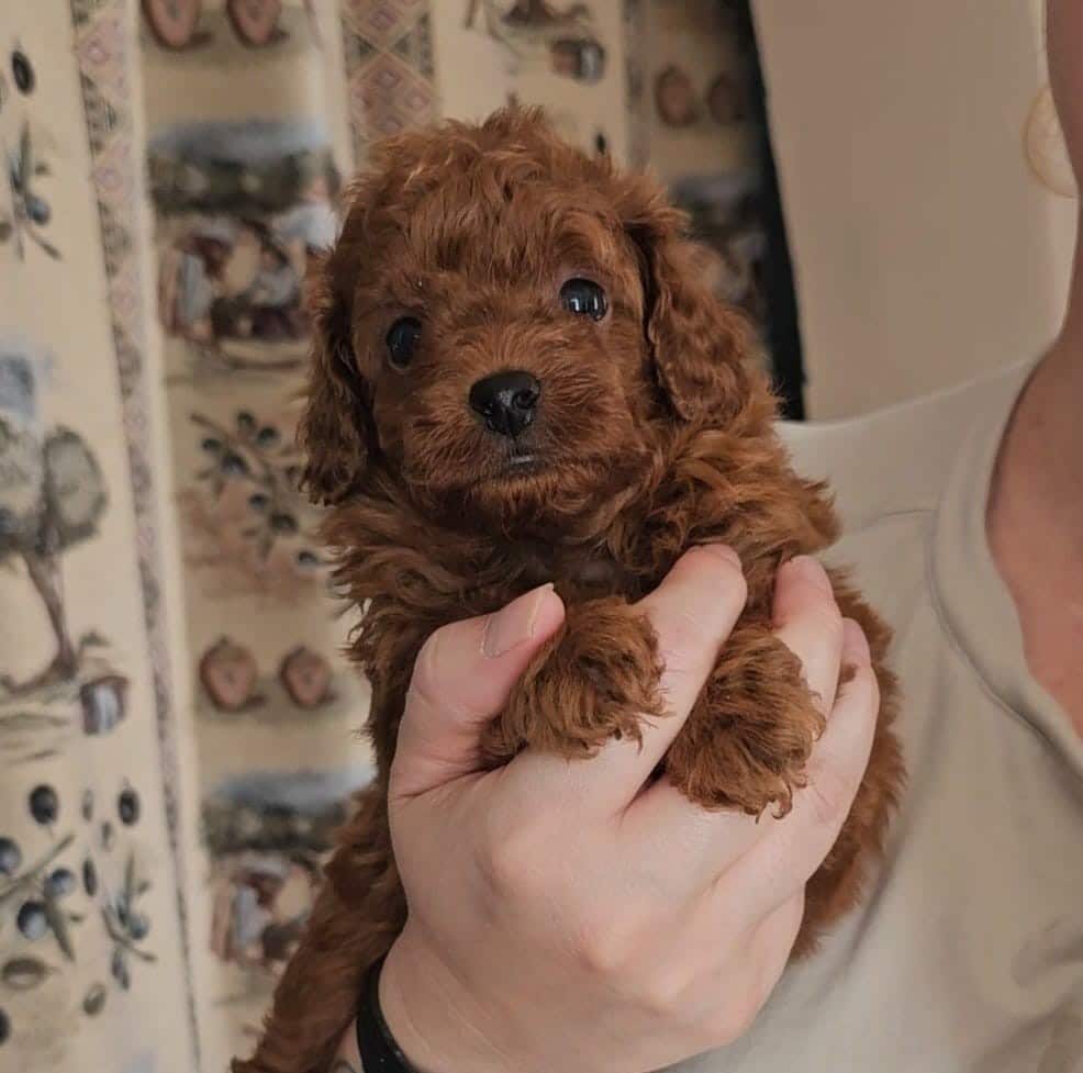 caniche asiatico
