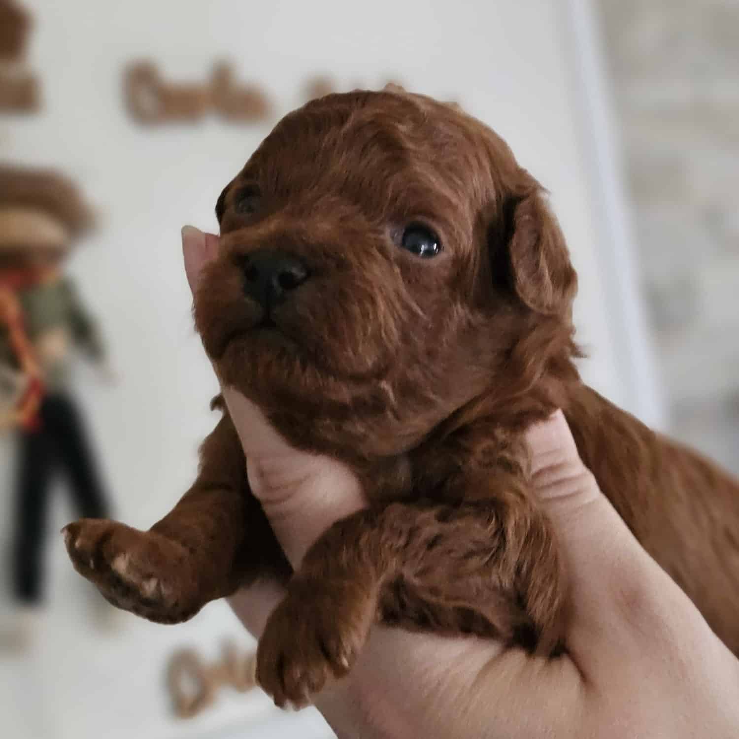 caniche toy