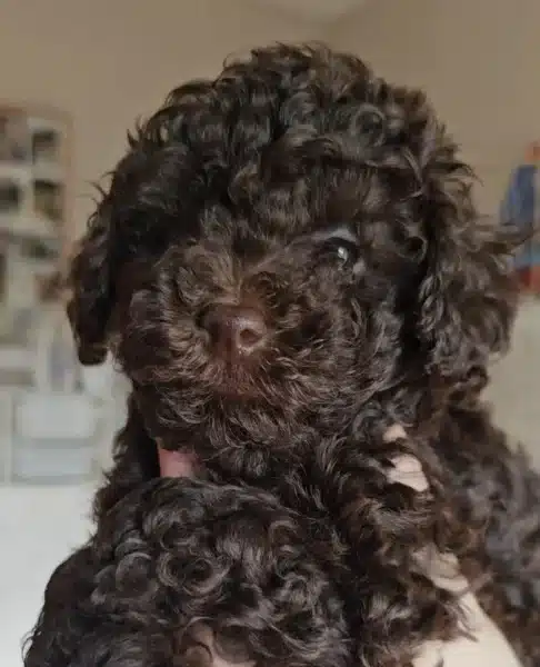 cachorro caniche toy