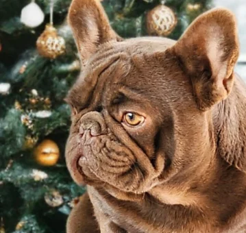 bulldog chocolate