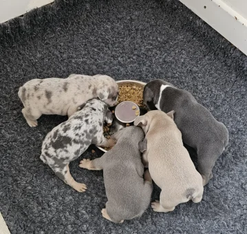 2ef87ba0-2233-459d-8794-f125073a9cf6