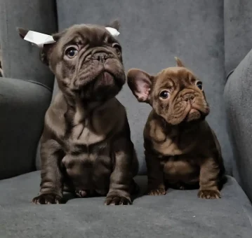 cachorros