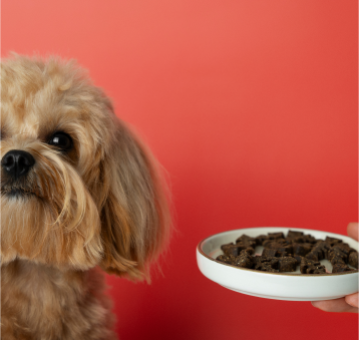 perro no quiere comer