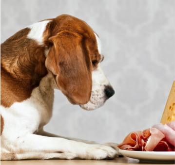 perro y comida